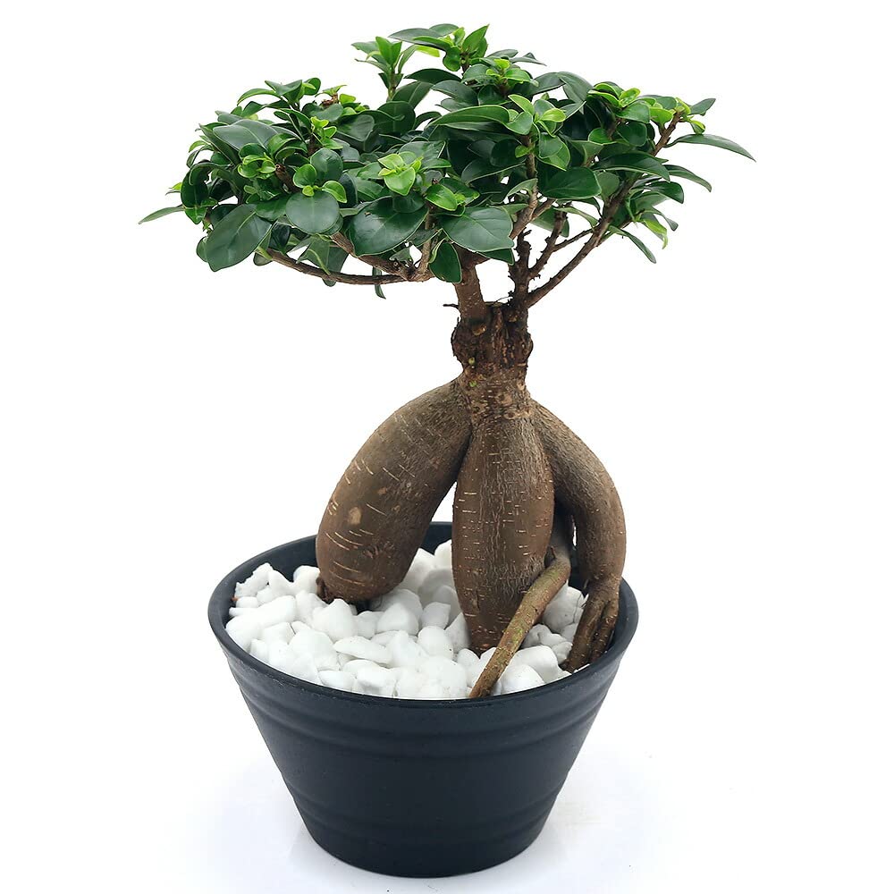ガジュマル27 Amazon.co.jp: （観葉植物）ガジュマル 7号（1鉢） 北海道冬季